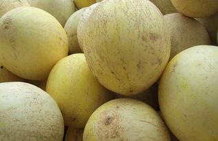 咳嗽可以吃白兰瓜吗,白兰瓜是缓解良方？探究瓜果对咳嗽的食疗作用