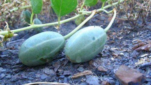 八月瓜的瓜尖可以吃吗