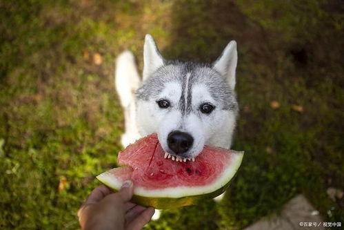 狗狗吃瓜特效制作教程,轻松打造萌宠欢乐瞬间