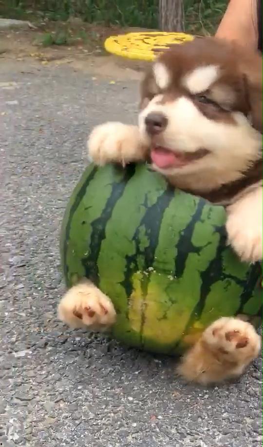 主人给狗狗吃瓜视频,一起见证萌宠吃瓜瞬间
