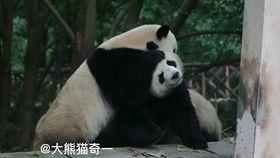 小熊吃瓜版,趣味横生的夏日美食之旅