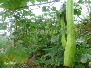 砍瓜苦怎么吃,砍瓜苦的多样食用方法探索