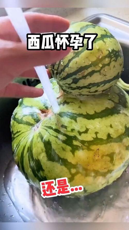 搞笑吃瓜叶视频