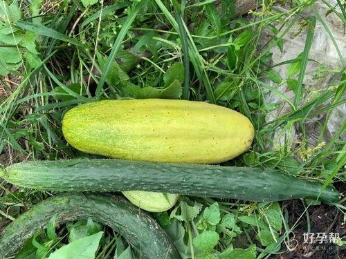 吃瓜婆,网络红人的崛起与影响力