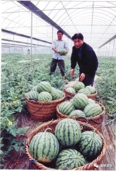 浙江吃瓜节目,揭秘当地美食文化，带你领略舌尖上的浙江