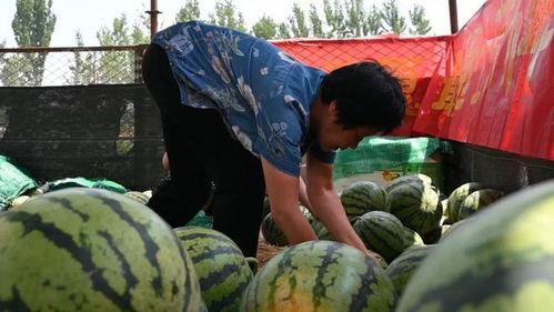 汾阳冀村吃瓜事件,一场网络热议背后的真相探寻”