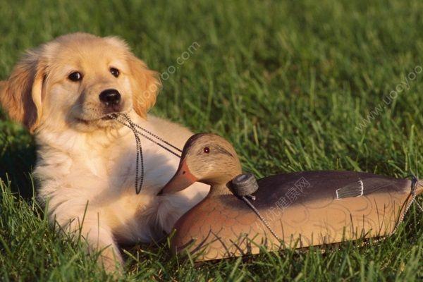 狗吃熟瓜好还是生瓜好呢,狗狗饮食偏好大揭秘