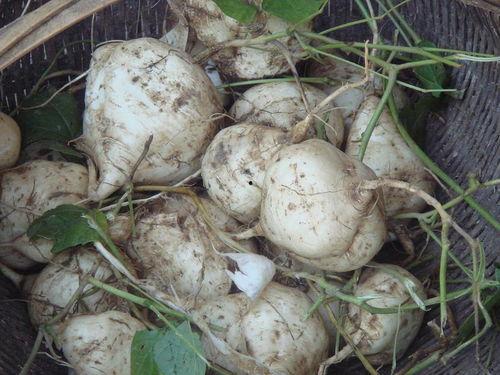 土瓜怎么吃 做法,教你家常烹饪秘籍