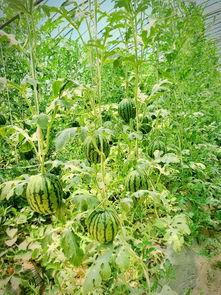 满眼吃瓜,揭秘娱乐圈的幕后故事