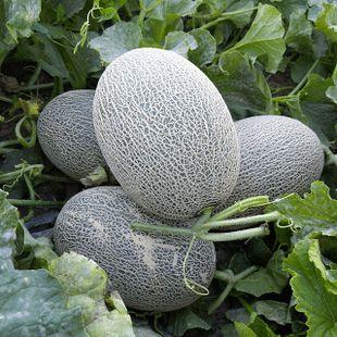 吃瓜群众最爱视频,揭秘“吃瓜群众最爱”视频背后的热门现象