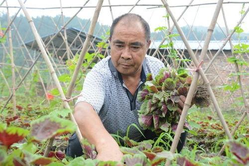 王大爷北湖吃瓜视频,揭秘夏日消暑新潮流