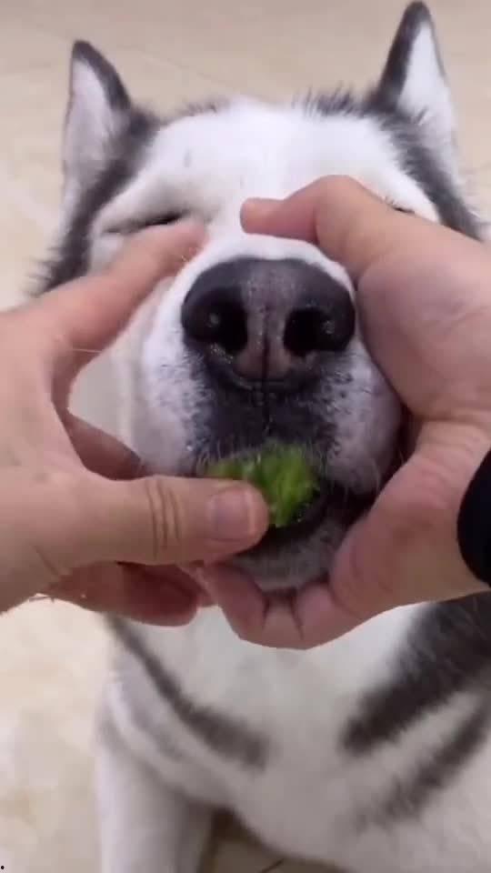 生气情侣吃瓜,一场甜蜜与火药的碰撞