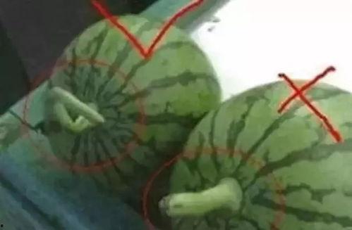 揭阳妹吃瓜,揭秘网络热传事件背后的真相