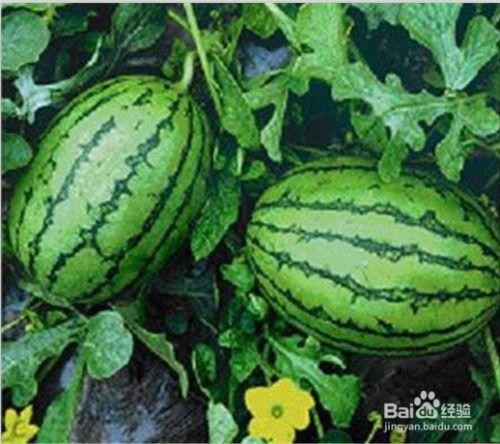 吃瓜地址是多少,吃瓜达人追踪热点，揭秘神秘吃瓜地址背后的故事