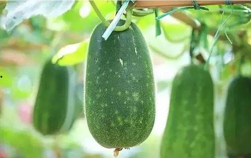 发送吃瓜文章,吃瓜群众背后的真相与内幕