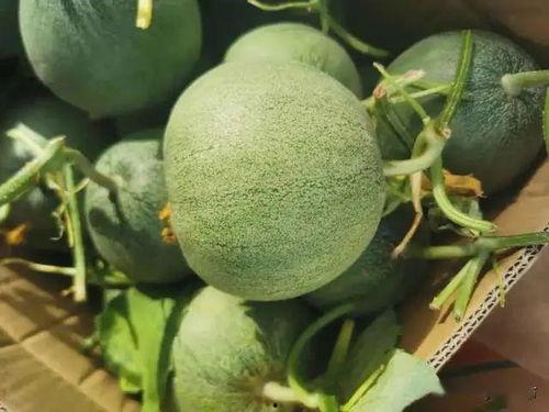 飞书上吃瓜,揭秘职场八卦背后的真相