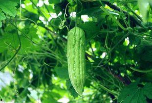 每日吃瓜小波,揭秘娱乐圈幕后故事