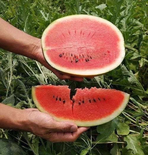 这个季节吃瓜好么