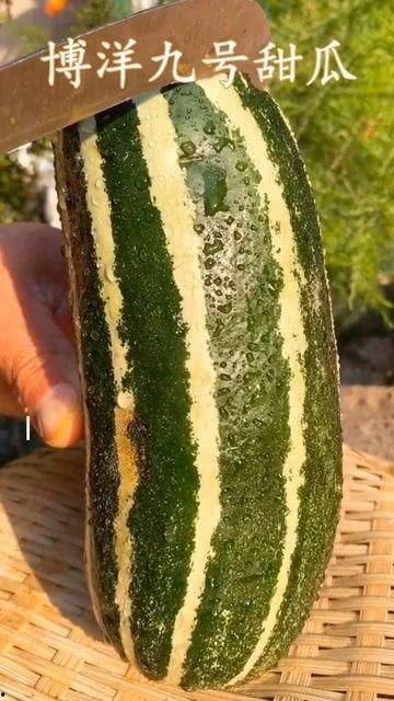 梦见吃瓜还很熟很多瓜