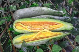 广河网红吃瓜,揭秘幕后故事与热门话题