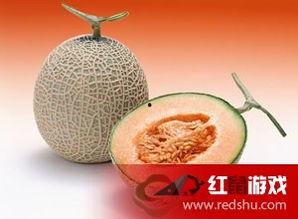 吃新疆瓜王哈密瓜,探寻新疆哈密瓜的独特魅力