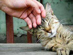 猫咪吃网纹瓜,一场甜蜜的味蕾冒险