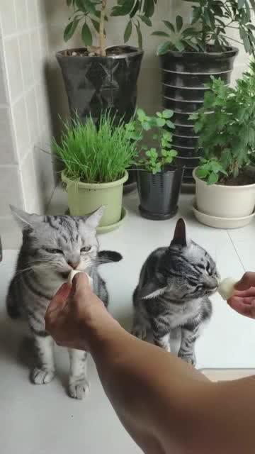 吃瓜猫gif