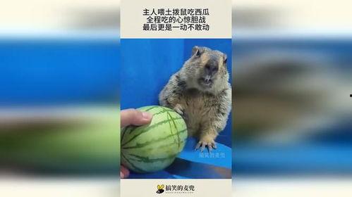 主人给土拨鼠吃瓜,土拨鼠的甜蜜美食时光