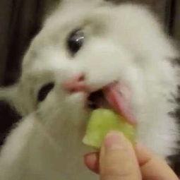 布偶猫吃瓜,甜蜜瓜香中的悠闲时光
